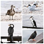 Pacific Gull, Australian Fairy Tern, Black-faced Cormorant, Little Pied Cormorant, Spreeuw
