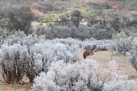 Western Grey Kangaroo