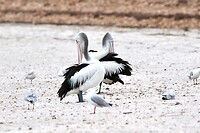 Australian Pelicans