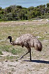 Emu