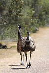 Emu's