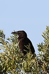 Grey Currawong