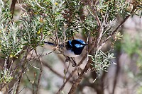 Superb Ferrywren