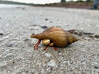 Heremietkreeft