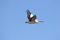 Australian Pelican