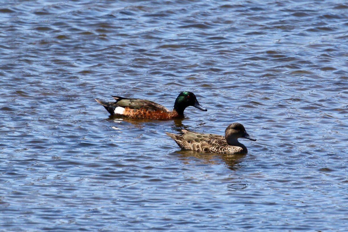 Chestnut Teals