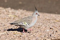 Crested Pigeon