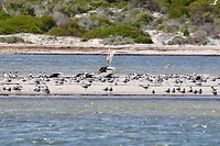 Crested Terns en Australian Pelicans