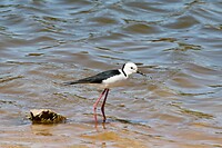 Pied Stilt