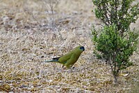 Rock Parrot