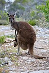 Western Grey Kangaroo