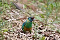 ‘Mallee Ringneck'