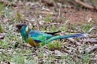 ‘Mallee Ringneck'