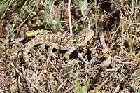 Bearded dragon