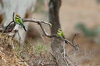 Rainbow Bee-eaters