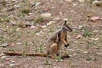 Yellow-footed Rockwallaby