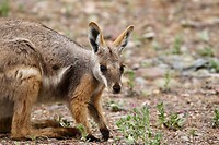 Yellow-footed Rockwallaby