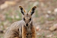 Yellow-footed Rockwallaby