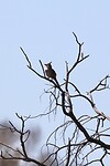 Chirruping Wedgebill