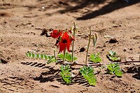 Desert Pea
