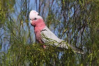 Galah