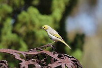 White-plumed Honeyeater
