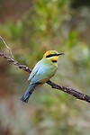 Rainbow Bee-eater