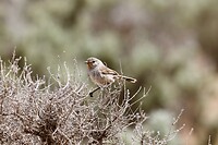 Redthroat