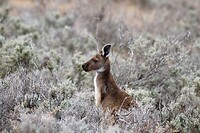 Western Grey Kangaroo