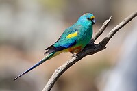 Mulga Parrot