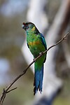 'Mallee' Ringneck