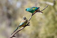 Mulga Parrots