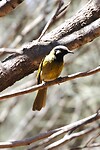 White-eared Honeyeater
