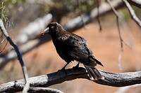 Grey Currawong