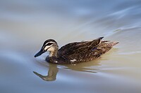 Pacific Black Duck