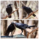 Australian Raven