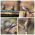 Spiny-cheeked Honeyeaters en Yellow-plumed Honeyeater
