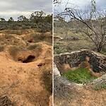 Wombat holen en 'charcoal pits'