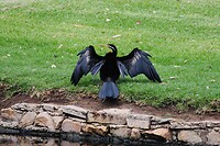 Australasian Darter