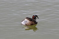 Australasian Grebe