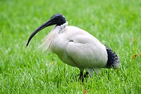 Australian Ibis