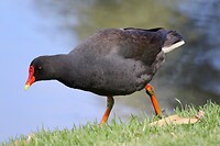 Dusky Moorhen