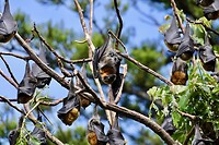 Grey-headed fruitbat