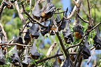 Grey-headed fruitbat