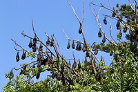 Grey-headed fruitbat