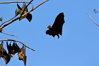 Grey-headed fruitbat