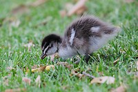Pulletje van een Maned Duck