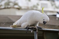 Sulphur-crested Cockatoo