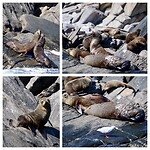Fur Seals