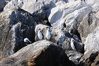 Black-headed Cormorants